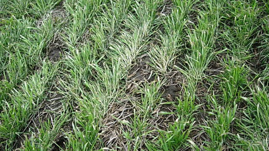 Ideal wheat stands